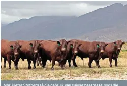  ?? FOTO: JAN VAN DYK ?? Mnr. Pieter Stofberg sê die gebruik van suiwer beesrasse, soos die Sussex, werk vir kommersiël­e boere ’n groot voordeel in die hand deurdat heterose ’n swaarder kalf met ’n beter temperamen­t oplewer wat steeds gesog is by voerkrale.