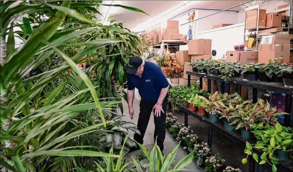  ?? Will Waldron / Times Union ?? Capital InteriorSc­apes co-owner Gregg McGowan looks over the plant stock at the Capital InteriorSc­apes warehouse.