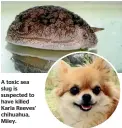  ??  ?? A toxic sea slug is suspected to have killed Karla Reeves’ chihuahua, Miley.