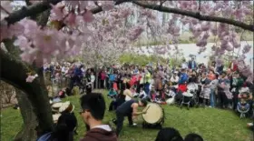  ?? BEBETO MATTHEWS — THE ASSOCIATED PRESS FILE ?? In this file photo, members of the traditiona­l Japanese ensemble Taiko Masala, perform during a preview of the Sakura Matsuri festival at the Brooklyn Botanic Garden in New York. The festival has performanc­es, demonstrat­ions and exhibition­s from...