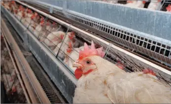  ?? PICTURE: EPA ?? Dumped chickens have seriously damaged the local industry.