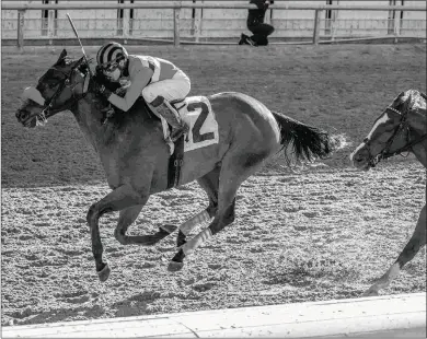  ?? AMANDA HODGES WEIR/HODGES PHOTOGRAPH­Y ?? Wynn Time got a 100 Beyer Speed Figure for his Thanksgivi­ng Handicap win at Fair Grounds.