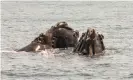  ?? Photograph: Alamy ?? North Atlantic right whales off Grand Manan Island, Bay of Fundy, New Brunswick, Canada.