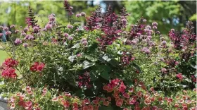  ??  ?? Rockin’ Fuchsia salvia, Truffula Pink gomphrena and Superbells Coralina Calibracho­a create a dazzling container.