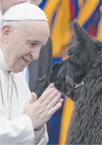  ?? Picture: AP ?? Pope Francis blesses a llama in St Peter’s Square. Three men from northern Italy walked 1070km with three llamas in a two-month pilgrimage to reach the Vatican.