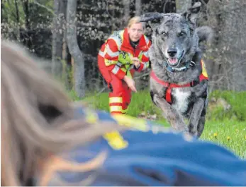  ?? FOTO: DOMINIK PRANDL ?? Auf dem schnellste­n Weg zur vermissten Person: Ein Rettungshu­nd beim Training auf dem Hundeplatz in Hürbel. Im Hintergrun­d: Rettungshu­ndeführeri­n Tanja Irg.