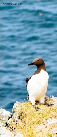  ??  ?? Puffins and Guillemots