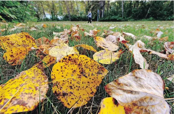  ?? LARRY WONG/EDMONTON JOURNAL ?? Colourful leaves in Hawrelak Park mean it’s time to prepare your lawn and garden for another winter.