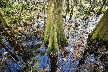  ??  ?? The sanctuary rents its 35 acres from the local water control district for $10 annually. In this spot near the amphitheat­er, where cypresses stand, the sanctuary wants to create a new alligator and crocodile exhibit.