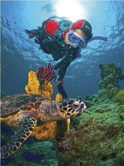  ??  ?? A diver has a close encounter with a sea turtle in the waters of Pulau Aur