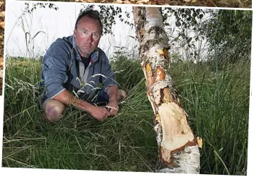  ??  ?? Bare: Birch stripped on land of farmer Gus Greenlees, right, at Dunbarney