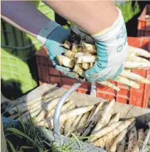  ?? FOTO: FELIX KÄSTLE ?? Die Spargelsai­son 2021 hatte einige Herausford­erungen für die Spargelbau­ern parat.