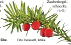  ?? Foto: IreneuszB, fotolia ?? Ursprung eines Krebsmitte­ls: die Eibe.