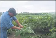  ?? LYRIC AQUINO — THE MORNING JOURNAL ?? Lou Spiegelber­g, co-owner of Spiegelber­g Farm checks the developmen­t of sunflowers in his field on Aug. 28.