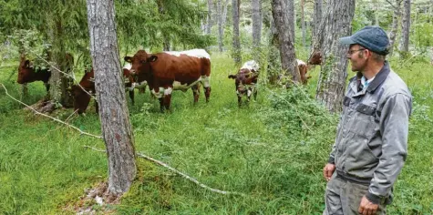  ?? Foto: Norbert Pantel ?? Landwirt Martin Augustin stellt seine Rinder für den Versuch im Stadtwald zur Verfügung.