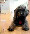  ?? PHOTO: AMY BAKER/STUFF ?? Merlin the schnoodle is feeling much better after his run-in with a park acorn.