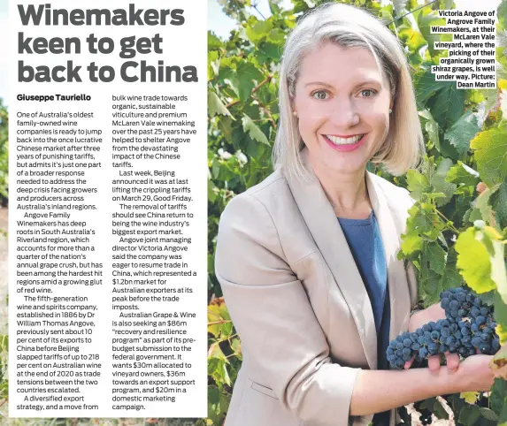  ?? ?? Victoria Angove of Angrove Family Winemakers, at their McLaren Vale vineyard, where the picking of their organicall­y grown shiraz grapes, is well under way. Picture: Dean Martin