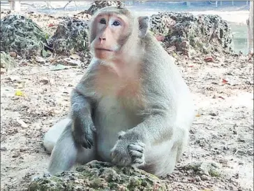  ?? FACEBOOK ?? Authoritie­s have collaborat­ed to relocate several particular­ly aggressive long-tailed macaques from the Angkor Archaeolog­ical Park to protect tourists and the temples.
