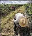  ?? BRANT SANDERLIN/ BSANDERLIN@AJC.COM ?? Jose Tinajero of Mexico pulls weeds at Paulk Vineyards.