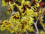  ??  ?? Hamamelis x intermedia ‘Pallida’