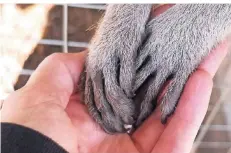  ??  ?? Die Waschbären sind ausgesproc­hen zutraulich. Mit ihren weichen Pfötchen greifen sie gern nach den Händen der Besucher.