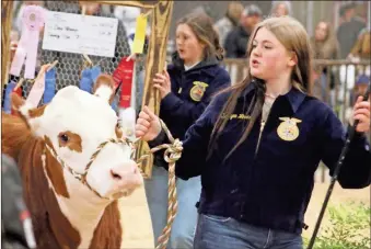  ?? Jeremy stewart ?? Rockmart High School sophomore Kensley Oliver leads her heifer Bacardi around the arena at the school’s agricultur­e center during the Polk County Show Team’s cattle sale Friday, Feb. 3.