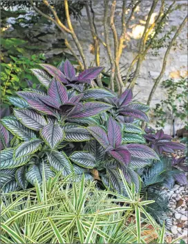  ?? CONTRIBUTE­D PHOTOS BY
DIANA C. KIRBY ?? A full-grown Persian shield can be propagated to create new plants.