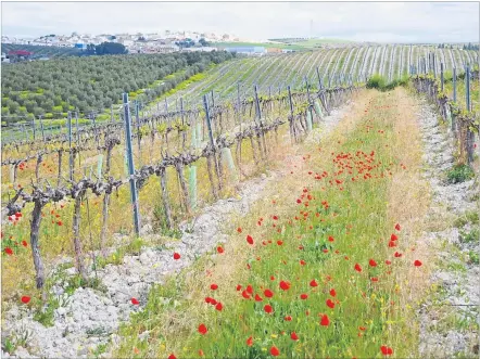  ?? [ Boku Wien ] ?? Vielfalt zwischen den Weinstöcke­n, untersucht auf Versuchsfl­ächen in Österreich, Rumänien, Frankreich und Spanien (Bild).