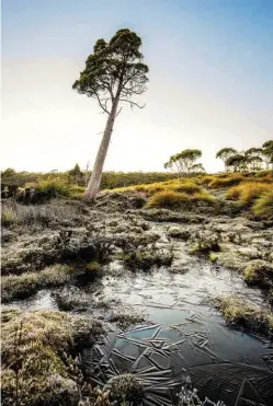  ??  ?? A frosted tarn and King Billy pine. This conifer’s name comes from Tasmanian Aboriginal William Lanney, known as ‘King Billy’. These gnarled-looking trees can grow to 40m and may be up to 1200 years old.