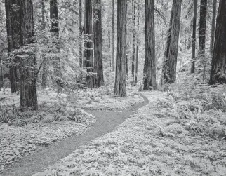  ?? PATRICIA ELAINE THOMAS TNS ?? Paths lined by clover and ferns lead through Prairie Creek Redwoods State Park, which is part of the Redwood National and State Parks cluster in Northern California.