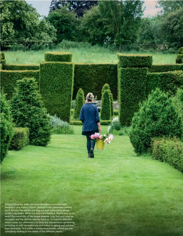  ??  ?? Bridget Elworthy walks between the dahlia and tulip beds towards a yew topiary “room” planted in the Edwardian period. Each autumn the dahlias are dug out and replaced by about 12,000 tulip bulbs. When the tulips are finished, they’re dug up (to avoid the possibilit­y of the fungal disease, tulip fire) and used as compost, and the dahlias planted back in. “It requires attention twice a year, but otherwise it is fairly low maintenanc­e gardening, providing us with incredible joy and colour in spring and autumn,” says Henrietta. “It is unlike a herbaceous border, where you are constantly looking at the needs of the different plants.”