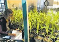  ?? COURTESY LOS ALAMOS NATIONAL LABORATORY ?? A researcher measures the soil moisture of maize plants in a growth chamber at Los Alamos National Laboratory, part of a study creating soil microbiome­s to improve crop drought tolerance.