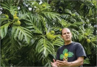  ?? MENGSHIN LIN/AP ?? Hokuao Pellegrino explains different stages of breadfruit­s at Noho’ana Farm in Waikapu, Hawaii. The wildfire nearly wiped out breadfruit, or ulu, which had given sustenance since Polynesian voyagers introduced it to the islands many centuries ago.