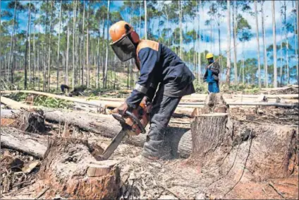  ?? Photos: Delwyn Verasamy ?? Wooden: Plantation­s (above) cover 1.5-million hectares. Sappi Forests’ Duane Roothman (left) says the timber industry is cleaning up its environmen­tal act, including the Ngodwana mill (right). But plantation­s destroy ecosystems and suck up water,...