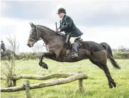  ??  ?? Pembrokesh­ire regular Eddie Taylor jumps confidentl­y over a rail