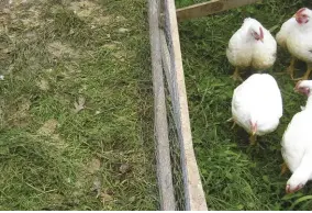  ??  ?? By keeping chickens on pasture, soil quality improves through the fertility provided by chicken manure. The use of a chicken tractor allows you to move them where they are needed.