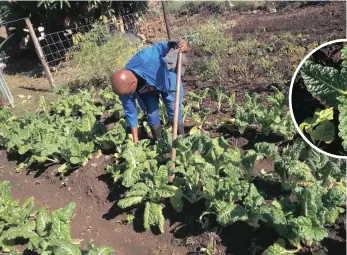  ??  ?? Crop owner Themba Magubane preparing beds for his spinach garden.