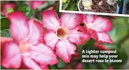  ??  ?? A lighter compost mix may help your desert rose to bloom