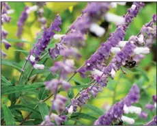  ??  ?? Bees adore Mexican bush sage (Salvia leucantha).