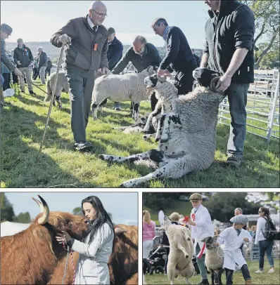  ?? PICTURES: BRUCE ROLLINSON. ?? ANIMAL MAGIC: Top, the judging of the Swaledale sheep at Nidderdale Show; above, from left, Chloe Roberts, from Barnard Castle, during the Highland Cattle judging at the show; Young Shepherd Champion Charlie Robinson, four, right, with Harry Lea, 11.