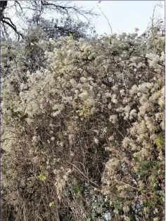  ??  ?? The Old Man’s Beard or Traveller’s-joy decorating a hedgerow.