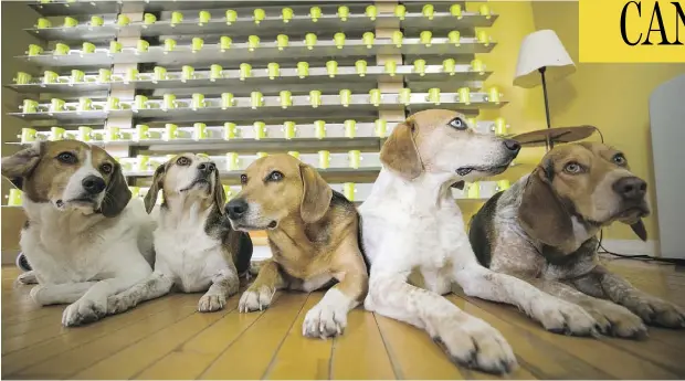  ?? PHOTOS: CHRIS ROUSSAKIS FOR NATIONAL POST ?? These sniffer dogs work for Glenn Ferguson, co-owner of CancerDogs, based in Aylmer, Que. The company screens people for cancer after they breathe into a surgical mask and then send it to the firm, which has screened thousands of firefighte­rs in the...