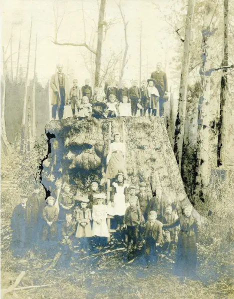  ?? UNIVERSITY OF BRITISH COLUMBIA LIBRARY, RARE BOOKS AND SPECIAL COLLECTION­S ?? Children on Big Stump (circa 1890, albumen print) is part of the exhibition Nanitch at Presentati­on House in North Vancouver. The photograph­s come from the massive collection Uno Langmann donated to UBC.