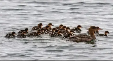  ??  ?? CRECHE OF 22 DUCKLINGS— When multiple red-breasted mergansers nest successful­ly in the same area, occasional­ly some females will depart soon after hatch, leaving their broods in the care of another female with young. This is why large numbers of merganser ducklings are sometimes seen only with a single female. A collection of young from more than one brood is called a crèche. Females that leave may be in poor condition after the month-long incubation period with few breaks and need to replenish their own reserves.