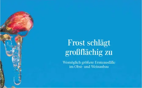  ?? FOTO: DPA ?? Vereiste Apfelblüte: Bei minus vier Grad soll der Eispanzer die Blüten und Apfelbäume vor Frostschäd­en schützen.