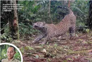  ?? | WWF PERÚ ?? El monitoreo del jaguar se realizó en la frontera entre Perú, Ecuador y Colombia.