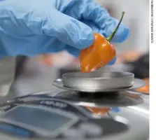  ??  ?? En busca de la excelencia.
Un chile habanero durante una inspección de calidad en el laboratori­o de una empresa del Yucatán (México), experta en esta variedad.