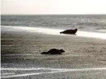  ?? FOTO: MORTEN LANGKILDE ?? Saelerne nyder livet ved Vadehavet.