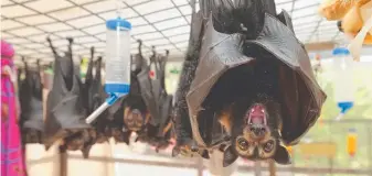  ??  ?? Rescued spectacled flying foxes hanging out at the Australian Bat Clinic in Advancetow­n.