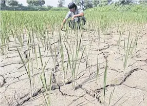  ??  ?? India is expanding a crop insurance programme to help farmers hit by hard times.